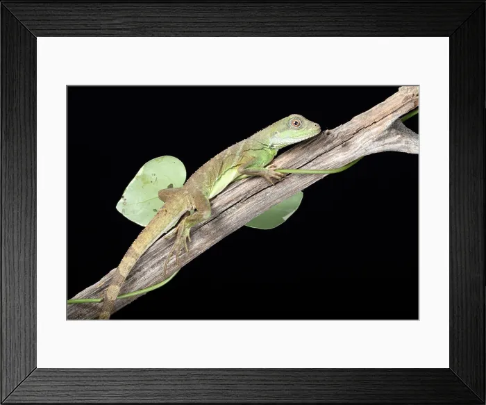 Framed Print : Chinese Water Dragon (Physignathus cocincinus) Framed Print : Chinese Water Dragon (Physignathus cocincinus)