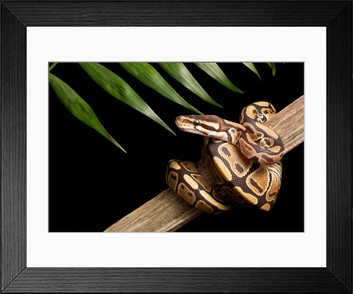 Framed Print : Ball Python (Python regius) on branch Framed Print : Ball Python (Python regius) on branch