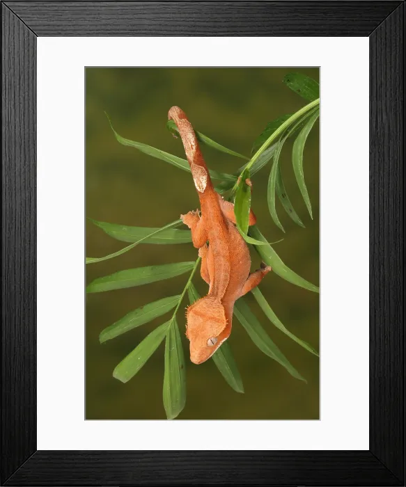 Framed Print : Crested Gecko (Correlophus ciliatus) Framed Print : Crested Gecko (Correlophus ciliatus)