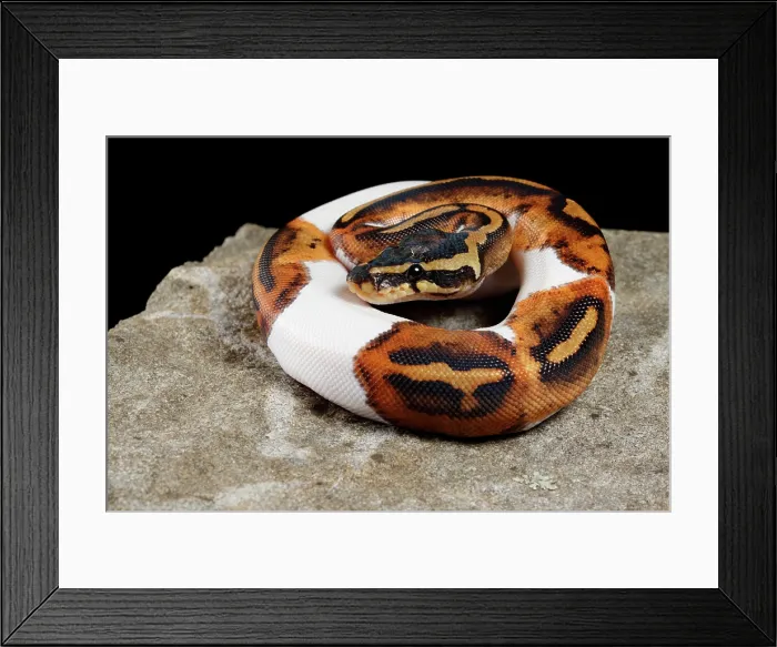 Framed Print : Piebald Ball Python on Rock Framed Print : Piebald Ball Python on Rock
