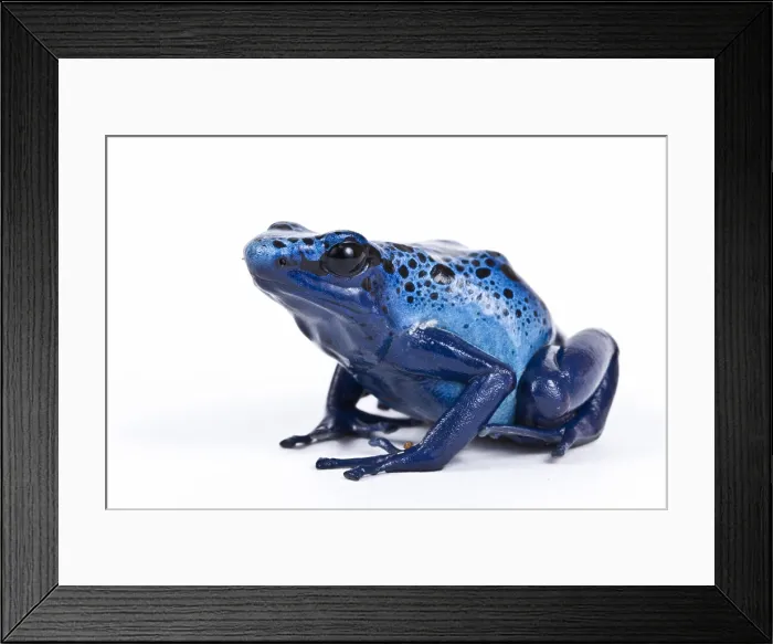 Framed Print : Dendrobates Azureus Framed Print : Dendrobates Azureus