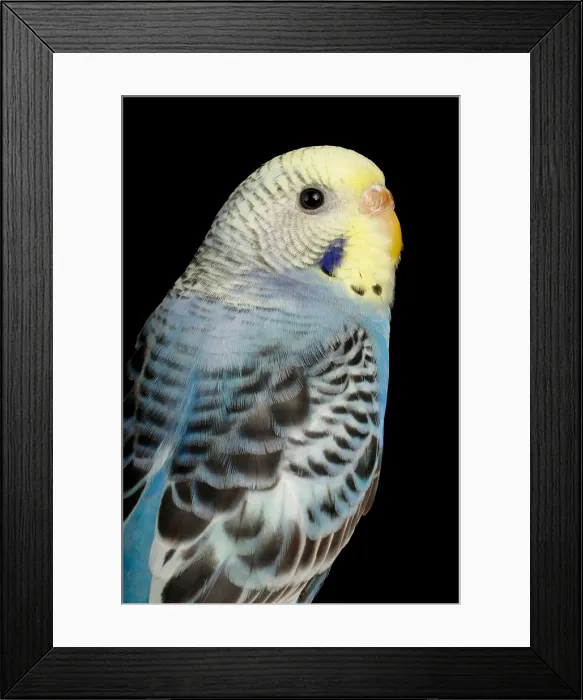 Framed Print : Budgerigar (Melopsittacus undulatus) portrait