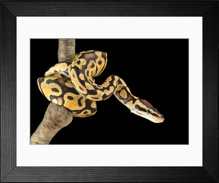 Framed Print : Ball Python (Python regius) Framed Print : Ball Python (Python regius)