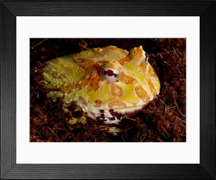 Framed Print : Pac Man Frog