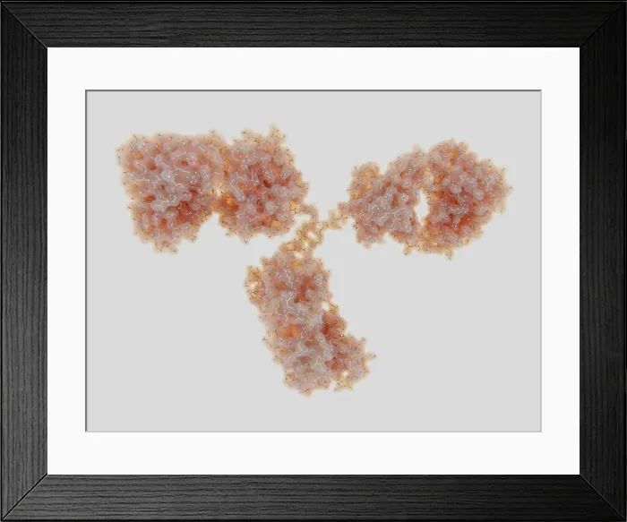Framed Print : Antibody Molecule Framed Print : Antibody Molecule