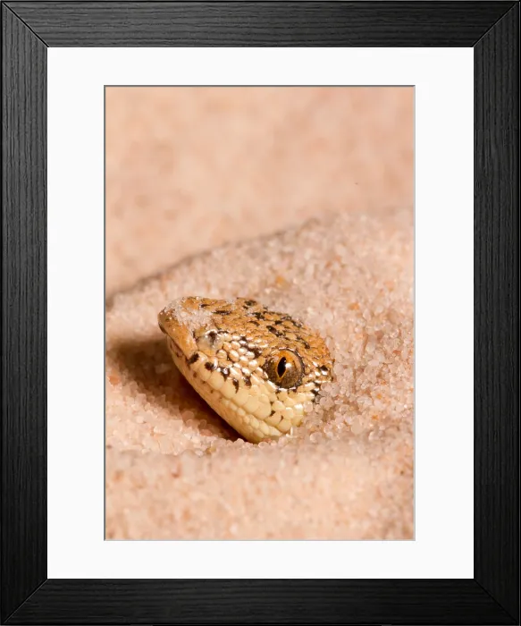 Framed Print : Kenyan Sand Boa (Eryx colubrinus)