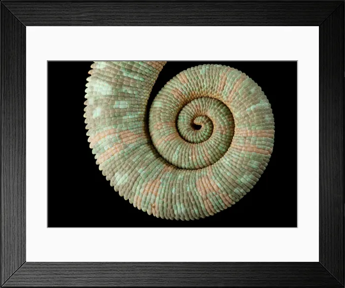 Framed Print : Veiled Chameleon (Chamaeleo calyptratus) tail Framed Print : Veiled Chameleon (Chamaeleo calyptratus) tail