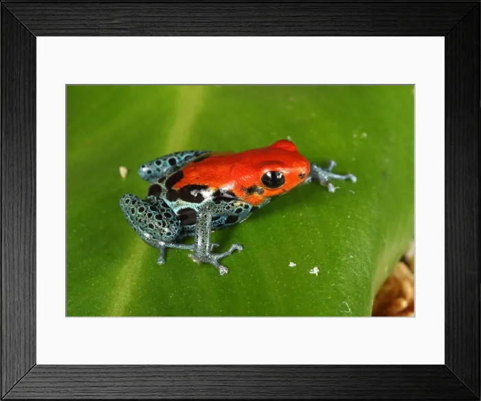 Framed Print : Poison Dart Frog (Ranitomeya amazonica)