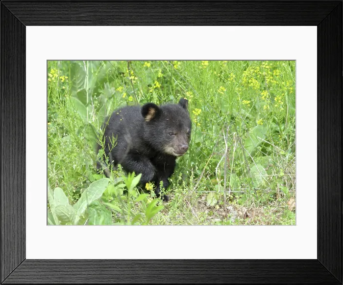 Framed Print : American Black Bear Cub Framed Print : American Black Bear Cub