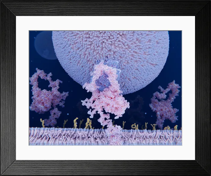 Framed Print : LDL particle binding to the LDL receptor Framed Print : LDL particle binding to the LDL receptor