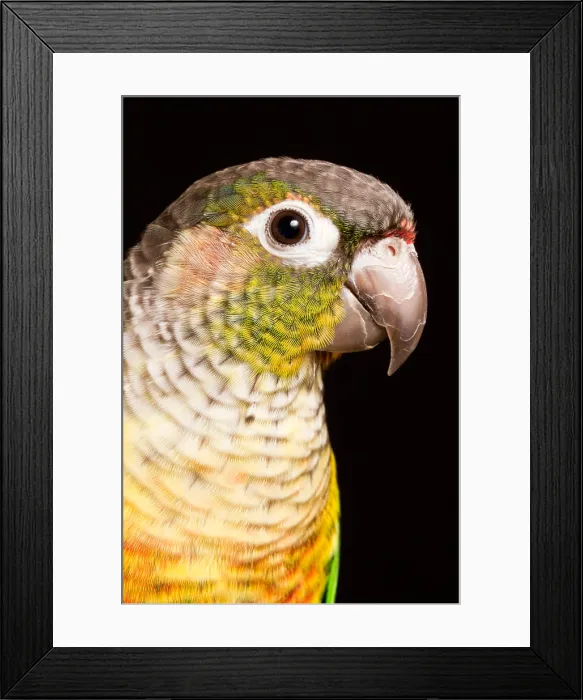 Framed Print : Green-cheeked conure (Pyrrhura molinae) Framed Print : Green-cheeked conure (Pyrrhura molinae)