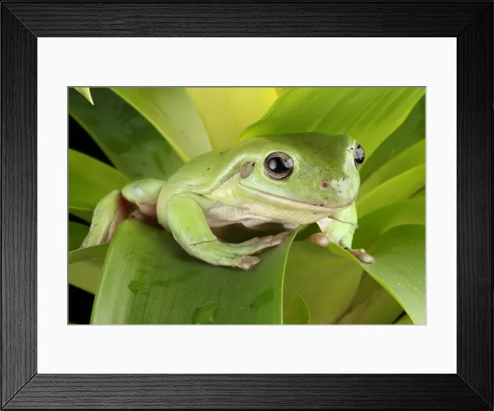 Framed Print : White's Tree Frog (Litoria caerulea) Framed Print : White's Tree Frog (Litoria caerulea)