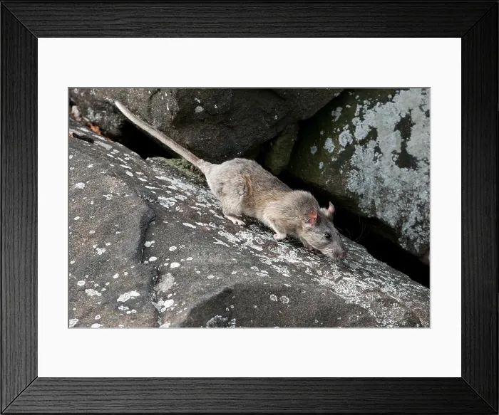 Framed Print : Allegheny Woodrat (Neotoma Magister)