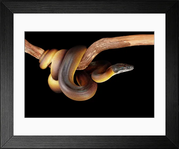 Framed Print : Northern White-lipped Python on Branch