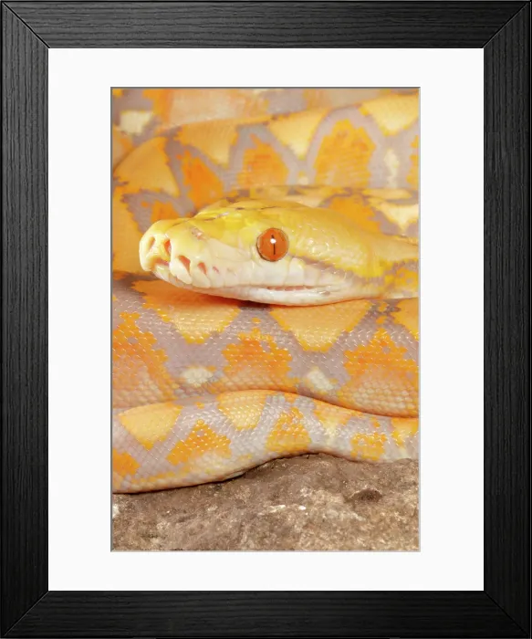 Framed Print : Reticulated Python (Lavender Morph) Framed Print : Reticulated Python (Lavender Morph)