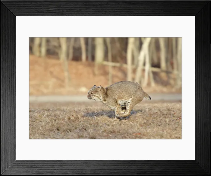 Framed Print : Bobcat running through field Framed Print : Bobcat running through field