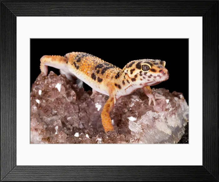 Framed Print : Leopard Gecko (Eublepharis macularius) on quartz Framed Print : Leopard Gecko (Eublepharis macularius) on quartz