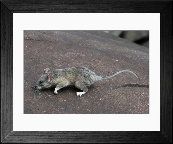 Framed Print : Allegheny Woodrat (Neotoma Magister)
