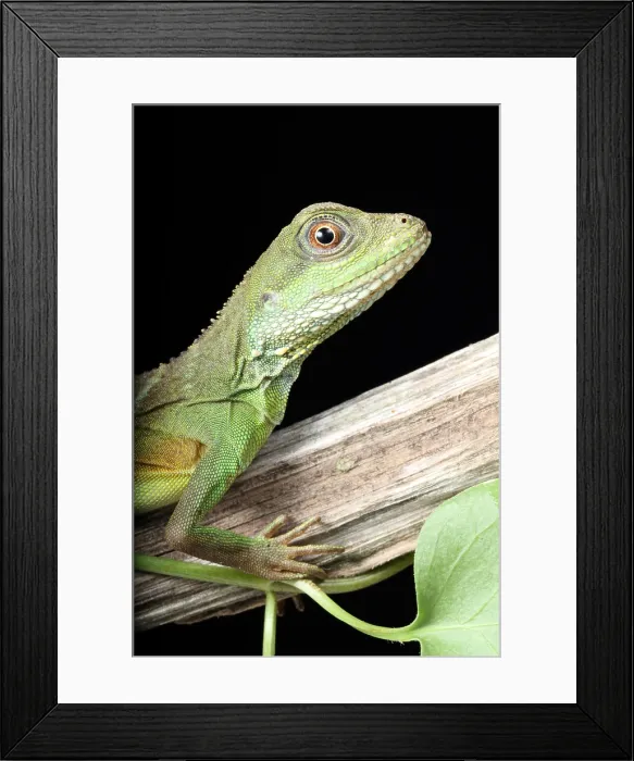 Framed Print : Chinese Water Dragon (Physignathus cocincinus) Framed Print : Chinese Water Dragon (Physignathus cocincinus)