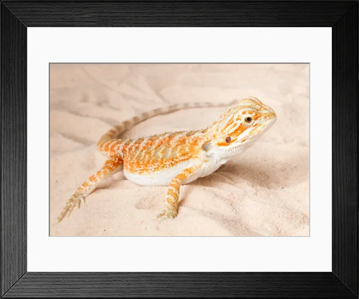 Framed Print : Bearded Dragon (Pogona sp.) on sand Framed Print : Bearded Dragon (Pogona sp.) on sand