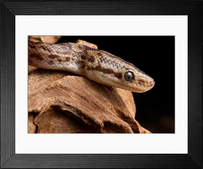 Framed Print : Colombian Rainbow Boa (Epicrates maurus)
