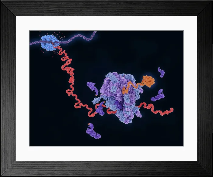 Framed Print : Transcription and translation: from DNA to a protein Framed Print : Transcription and translation: from DNA to a protein