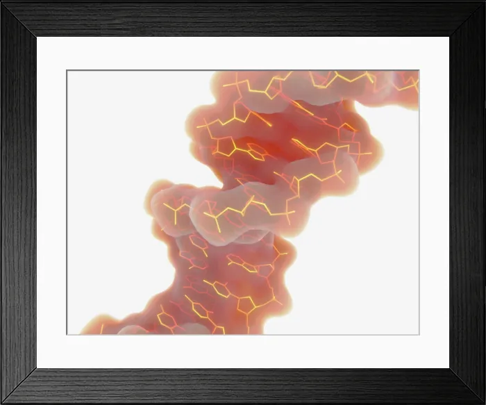 Framed Print : Double Helix Structure of DNA Framed Print : Double Helix Structure of DNA