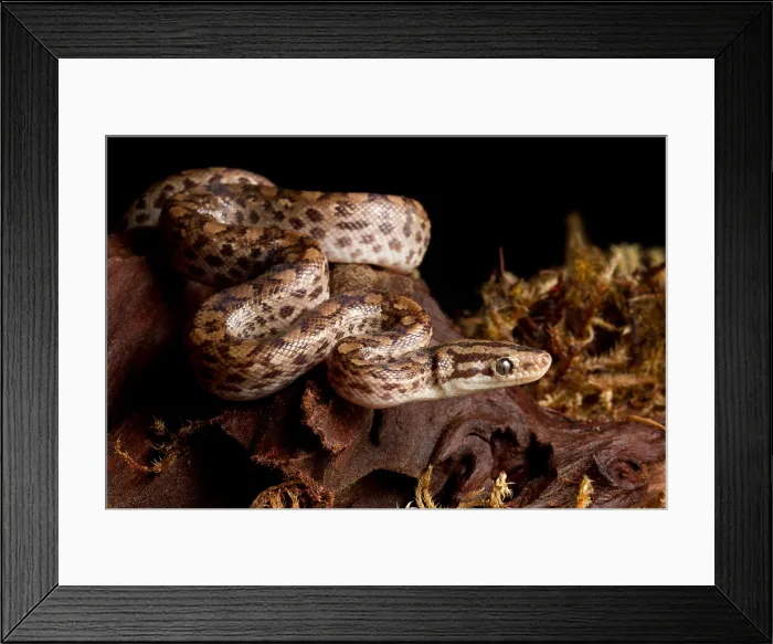 Framed Print : Colombian Rainbow Boa (Epicrates maurus) Framed Print : Colombian Rainbow Boa (Epicrates maurus)