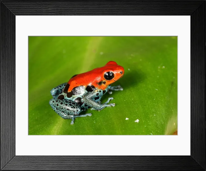 Framed Print : Poison Dart Frog (Ranitomeya amazonica)