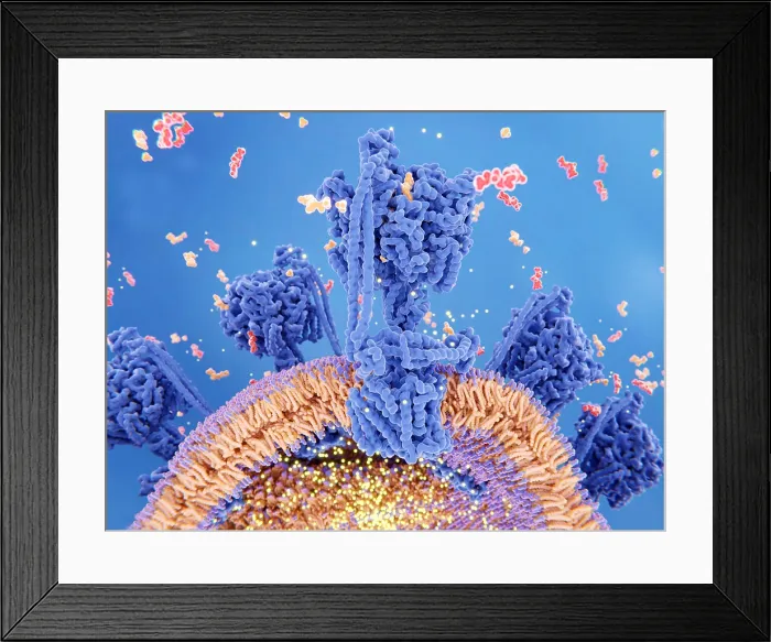 Framed Print : ATP synthase creating ATP, 3D illustration