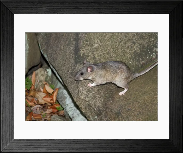 Framed Print : Allegheny Woodrat (Neotoma Magister) Framed Print : Allegheny Woodrat (Neotoma Magister)