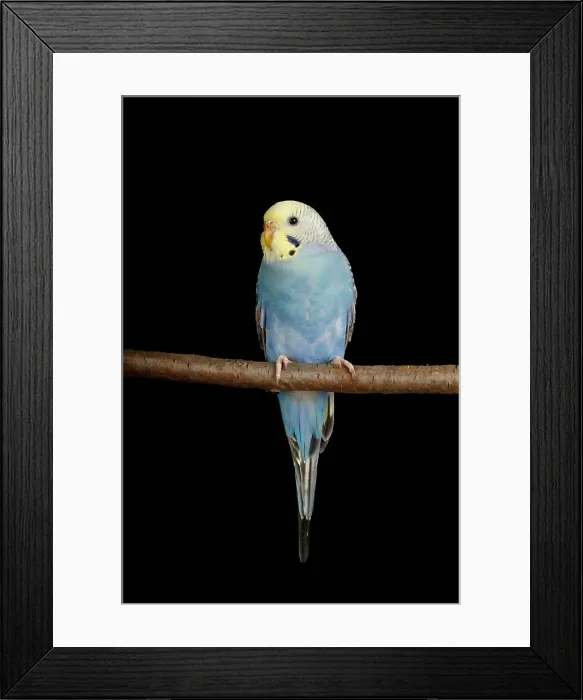 Framed Print : Budgerigar (Melopsittacus undulatus) portrait Framed Print : Budgerigar (Melopsittacus undulatus) portrait