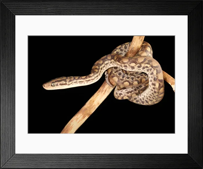 Framed Print : Colombian Rainbow Boa (Epicrates maurus) Framed Print : Colombian Rainbow Boa (Epicrates maurus)