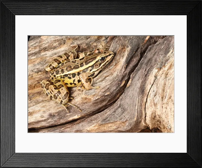Framed Print : Pickerel Frog (Lithobates palustris) Framed Print : Pickerel Frog (Lithobates palustris)