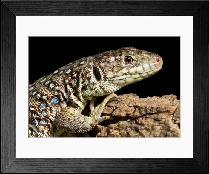 Framed Print : Ocellated Lizard (Timon lepidus) Framed Print : Ocellated Lizard (Timon lepidus)