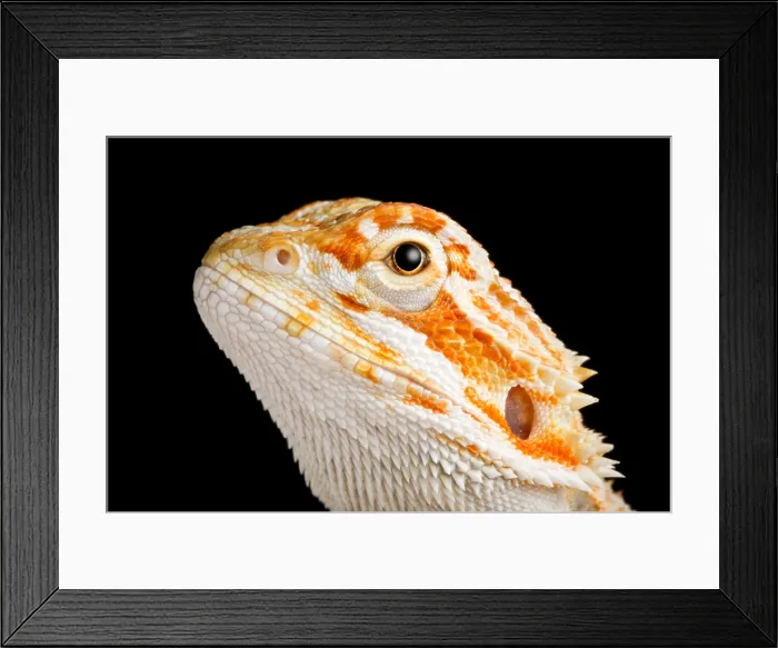 Framed Print : Bearded Dragon (Pogona sp.) portrait Framed Print : Bearded Dragon (Pogona sp.) portrait