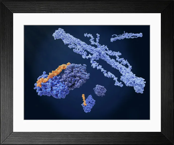 Framed Print : Anti-thrombosis: heparin blocks the activation of fibrinogen to fibrin Framed Print : Anti-thrombosis: heparin blocks the activation of fibrinogen to fibrin