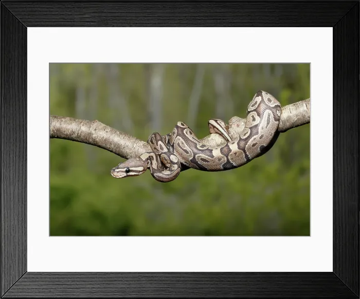Framed Print : Ball Python climbing on branch