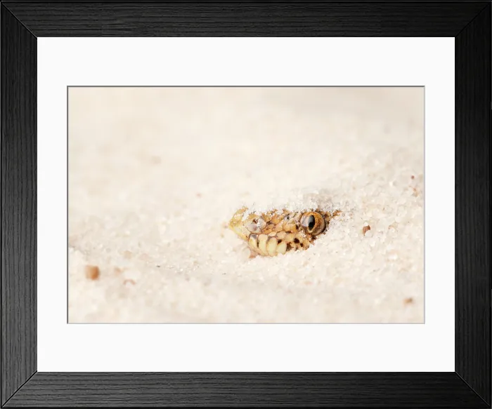 Framed Print : Kenyan Sand Boa Hiding in Sand