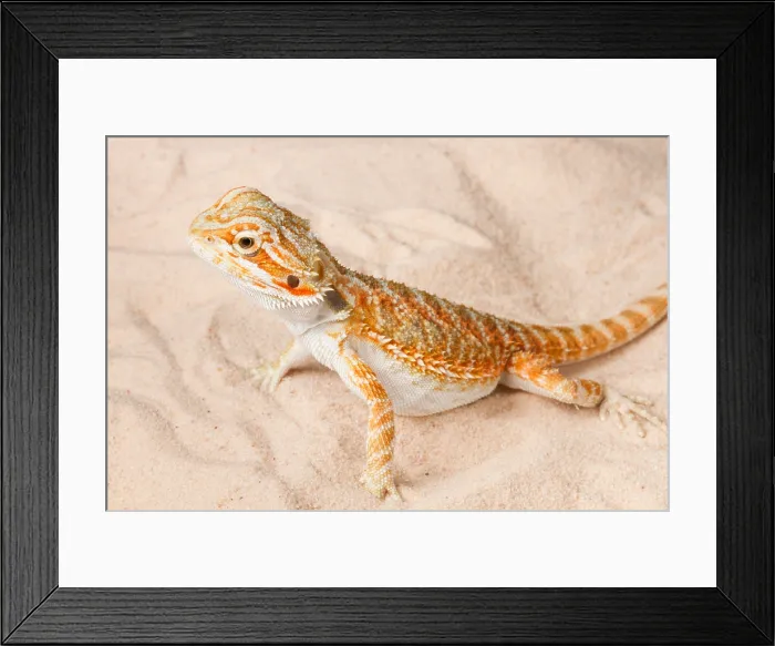 Framed Print : Bearded Dragon (Pogona sp.) on sand