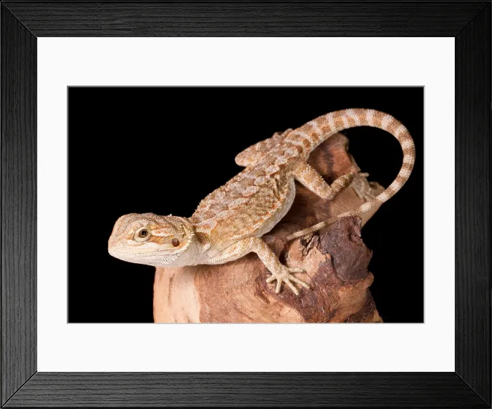 Framed Print : Bearded Dragon (Pagona) Framed Print : Bearded Dragon (Pagona)