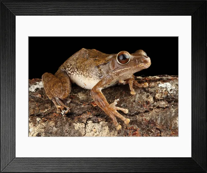 Framed Print : Common Tree Frog (Polypedates leucomystax) Framed Print : Common Tree Frog (Polypedates leucomystax)