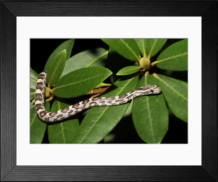 Framed Print : Corn Snake (Pantherophis guttatus)