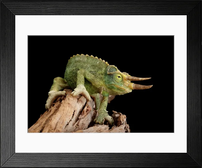 Framed Print : Jackson's Chameleon on Log Framed Print : Jackson's Chameleon on Log