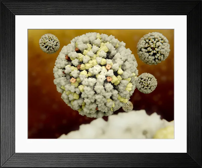Framed Print : Influenza viruses Framed Print : Influenza viruses