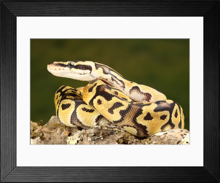 Framed Print : Ball Python (Python regius) Framed Print : Ball Python (Python regius)