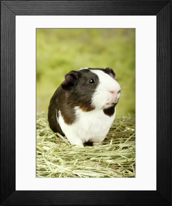 Framed Print : Guinea Pig standing in hay - Vertical Framed Print : Guinea Pig standing in hay - Vertical