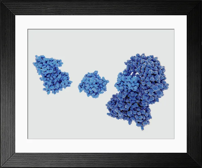 Framed Print : Inactive apo-NEK7, active NEK7, and NE7 bound to NLRP3 Framed Print : Inactive apo-NEK7, active NEK7, and NE7 bound to NLRP3