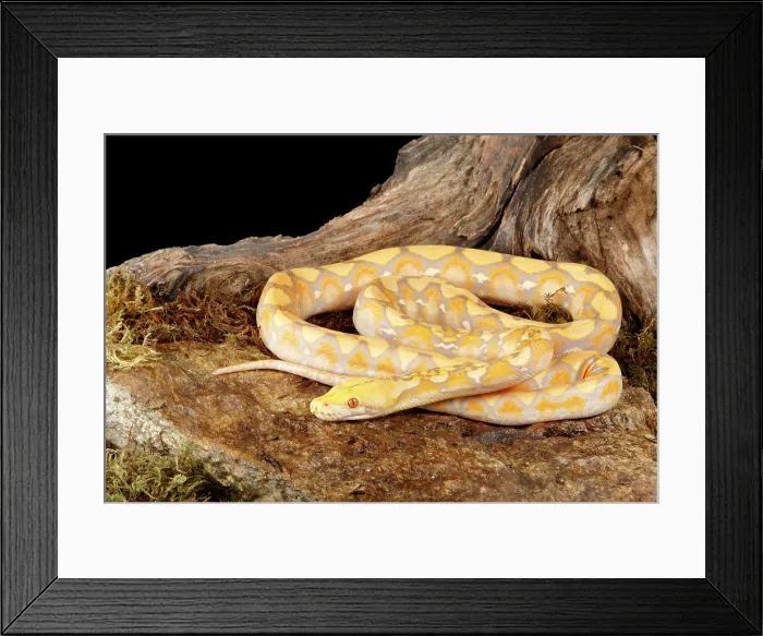 Framed Print : Reticulated Python (Lavender Morph) Framed Print : Reticulated Python (Lavender Morph)