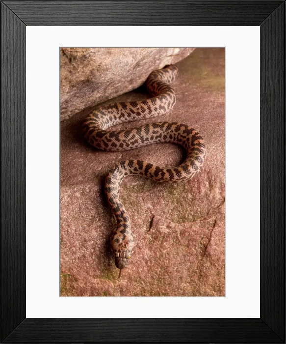 Framed Print : Spotted Python (Antaresia maculosa) Framed Print : Spotted Python (Antaresia maculosa)